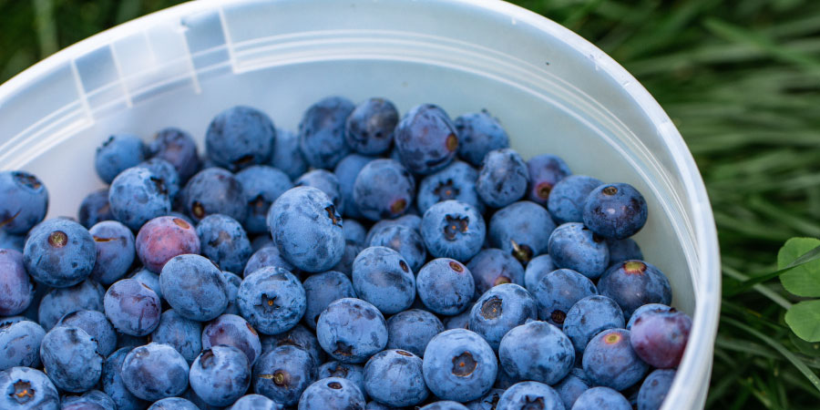 Blueberry-Bucket