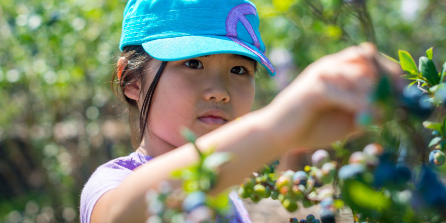 Child-Picking-Berries